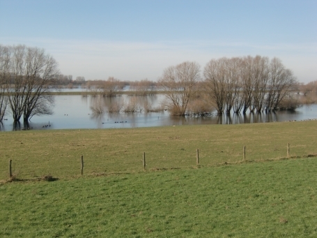 Wesel-Bislich : Am Damm, Rheinhochwasser ( Feb. 2016 )